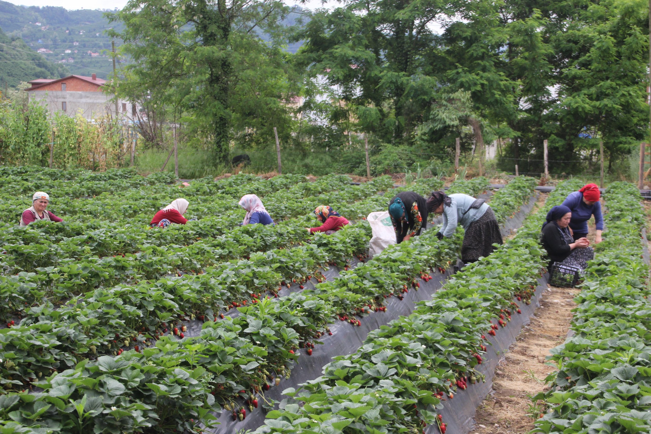 Gelir Kapısı üretmek